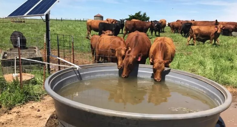 vacas tomando agua de bebedero solar